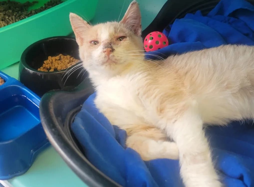 saturne, female Mixed Breed for adoption at SPA Albi (Le Garric), Albi