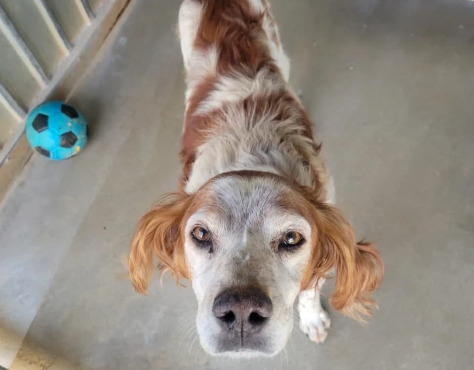 Pablo, male senior mixed breed for adoption at SPA Albi (Le Garric), Albi