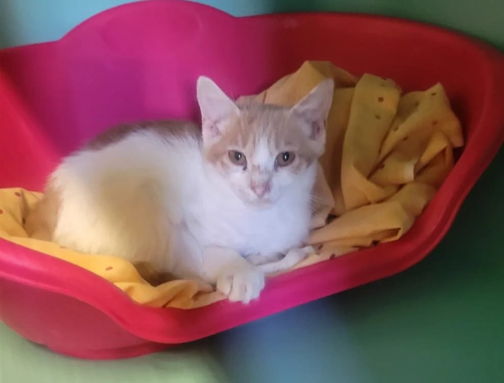 mars, male Mixed Breed for adoption at SPA Albi (Le Garric), Albi