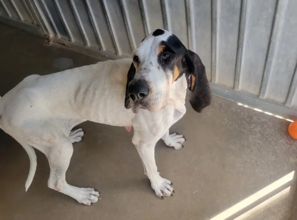 Bibouillette, female mixed breed for adoption at SPA Albi (Le Garric), Albi