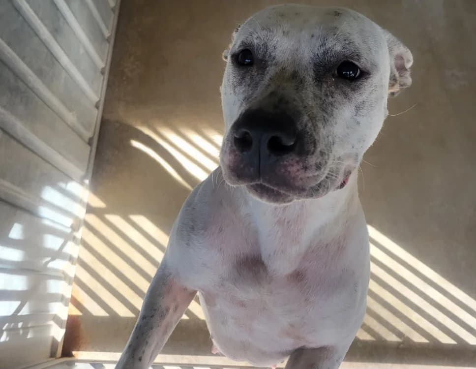 Loulette, female mixed breed for adoption at SPA Albi (Le Garric), Albi