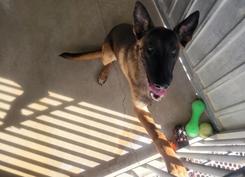 Mania, female Belgian Malinois for adoption at SPA Albi (Le Garric), Albi