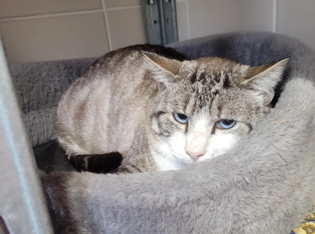 COGNAC, male 4yo Mixed Breed for adoption at SPA Albi (Le Garric), Albi
