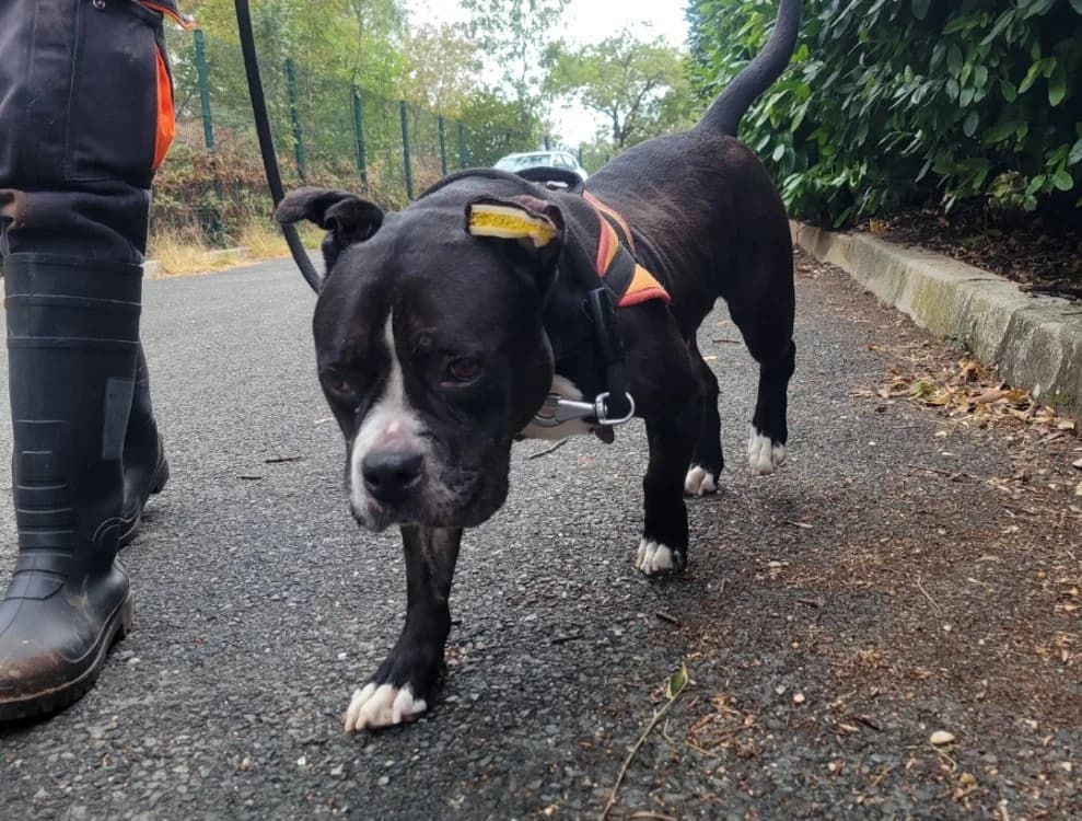 Naya, female senior American Bully for adoption at SPA Albi (Le Garric), Albi