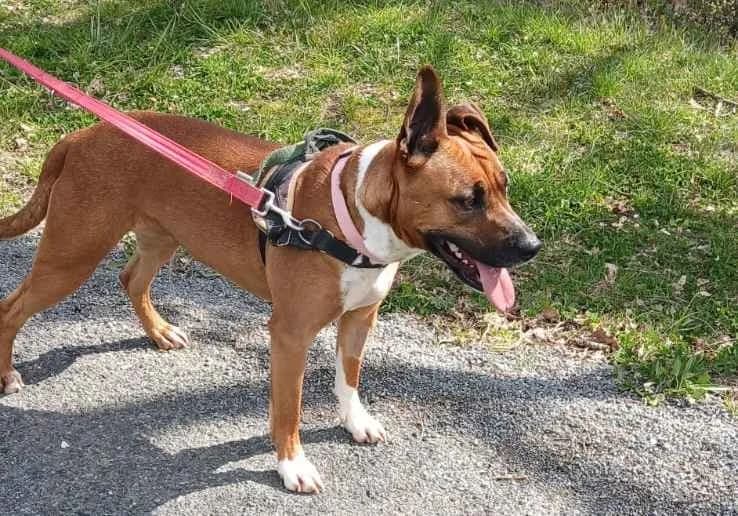 Djulia, female young mixed breed for adoption at SPA Albi (Le Garric), Albi