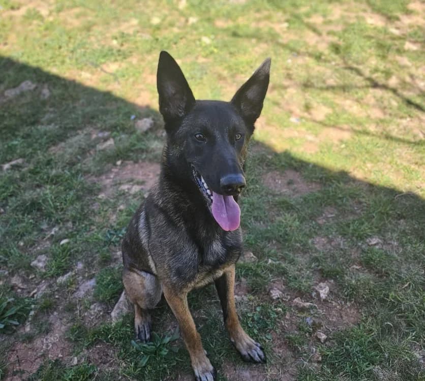 XENO, male young Belgian Malinois for adoption at Vallerargues), Ales