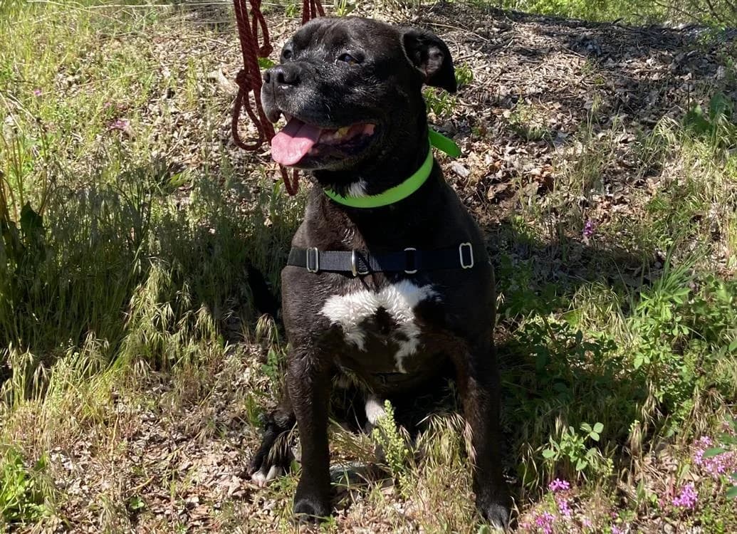 GIZMO CN, male 4yo Staffordshire Bull Terrier for adoption at Vallerargues), Ales