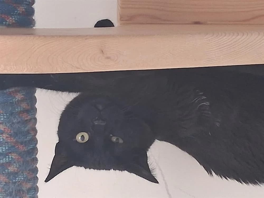 TORNADO, male mixed breed for adoption at Vallerargues), Ales