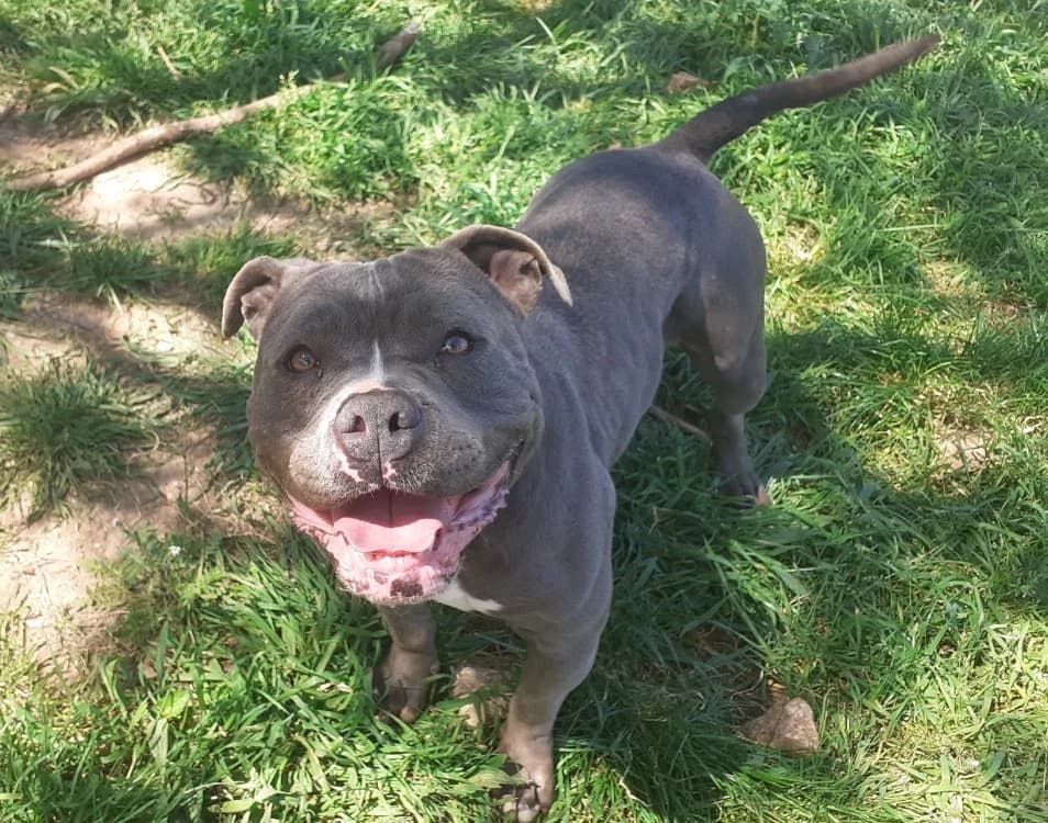 OLGA, female American Bully for adoption at Vallerargues), Ales