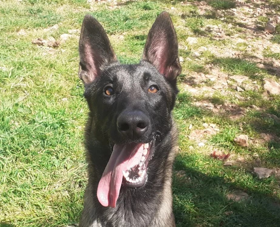 MALIE, female Belgian Malinois for adoption at Vallerargues), Ales