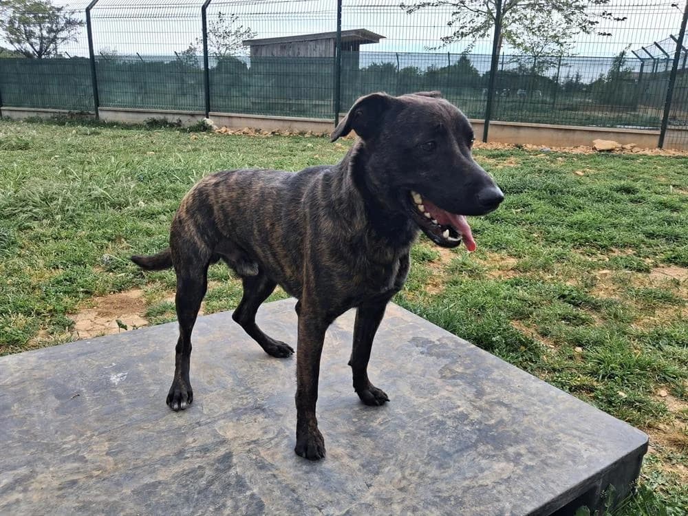 YOUKI, male mixed breed for adoption at Vallerargues), Ales