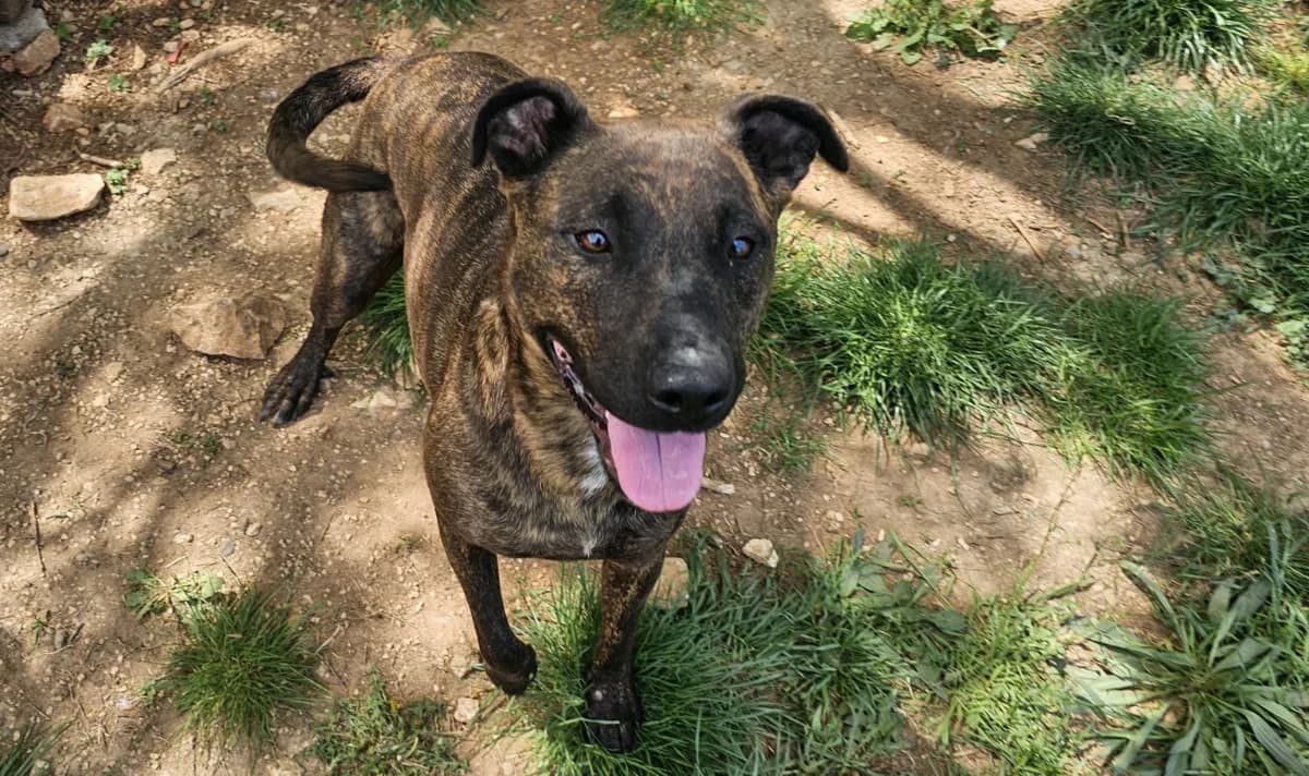 TORNADE, female 4yo mixed breed for adoption at Vallerargues), Ales