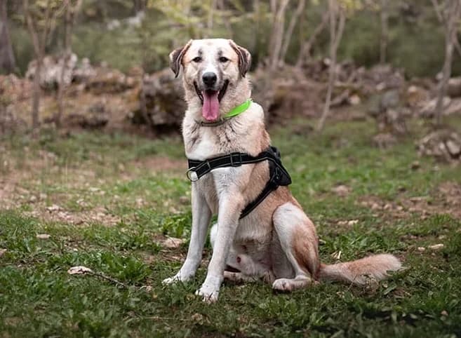 BARNABE, male 3yo mixed breed for adoption at Vallerargues), Ales