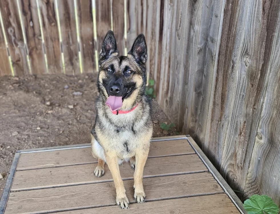 PERLOT reservé, male 4yo Belgian Malinois for adoption at Vallerargues), Ales