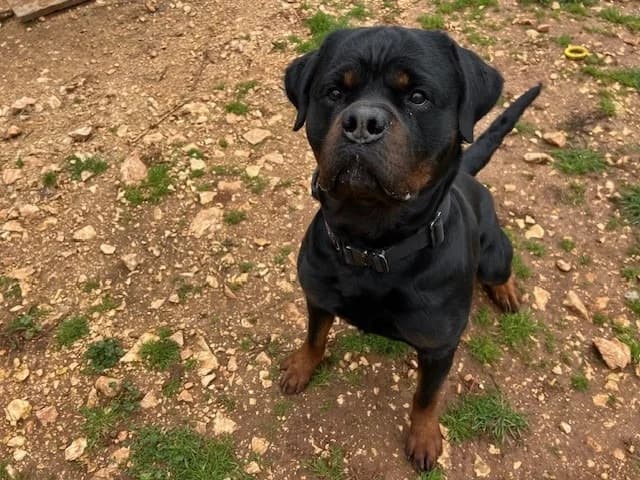 REEGAN, male Rottweiler for adoption at Vallerargues), Ales