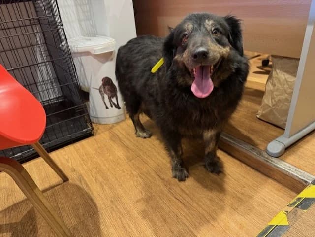 ALBA, female 7yo mixed breed for adoption at Vallerargues), Ales