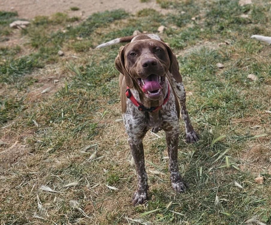 samson, male Pointer for adoption at Vallerargues), Ales