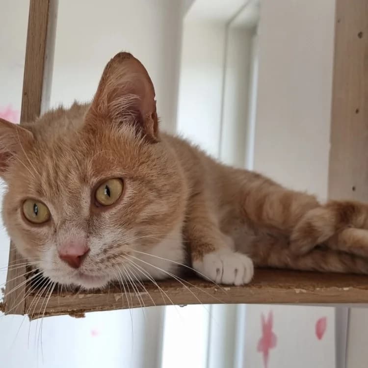 Citrouille, male 6yo Mixed Breed for adoption at Vallerargues), Ales