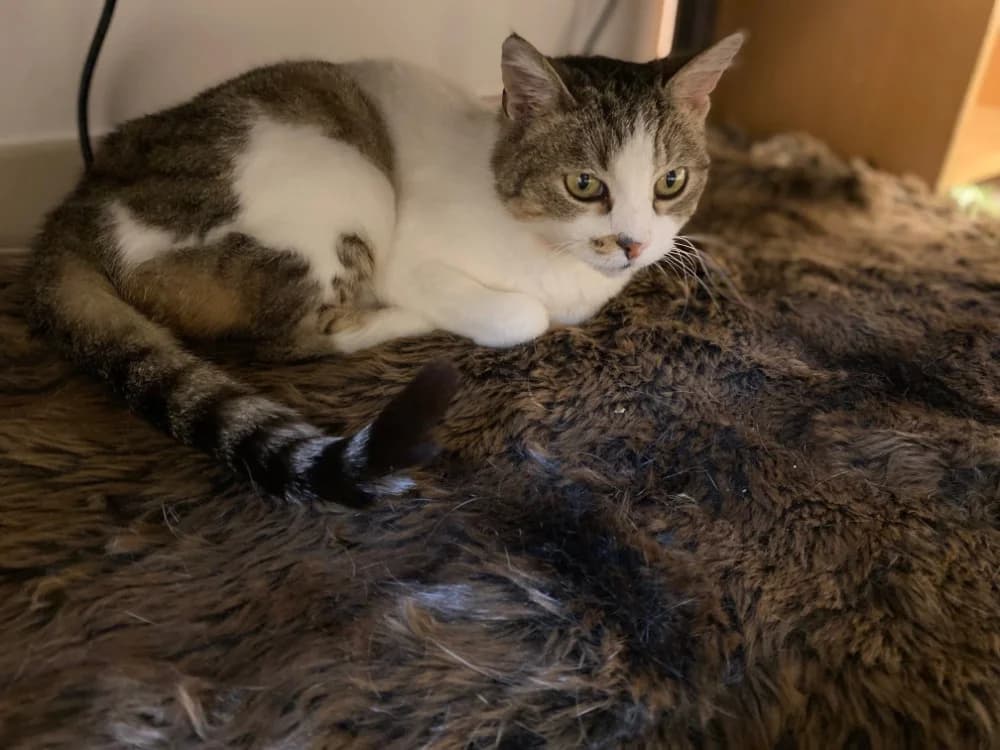 FRANGIPANE, female 7yo Mixed Breed for adoption at Vallerargues), Ales