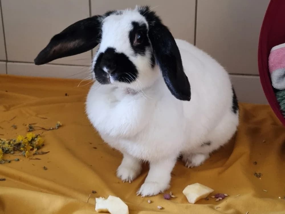 CLERY, female 5yo Mixed Breed for adoption at Vallerargues), Ales