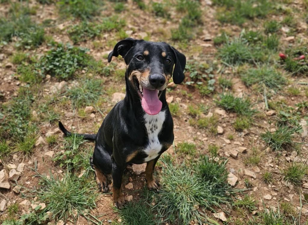 TAYLER, male 3yo mixed breed for adoption at Vallerargues), Ales