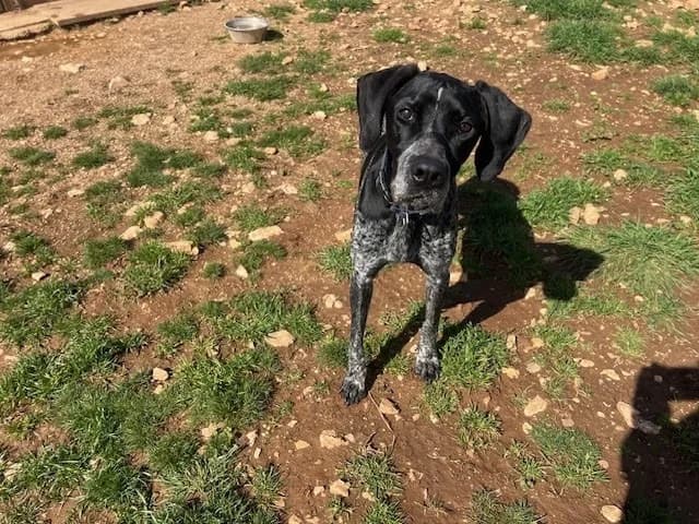 CERISE, female 6yo Pointer for adoption at Vallerargues), Ales