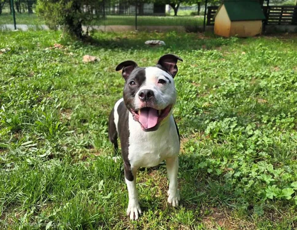 ATHOR, male 4yo Staffordshire Bull Terrier for adoption at Vallerargues), Ales