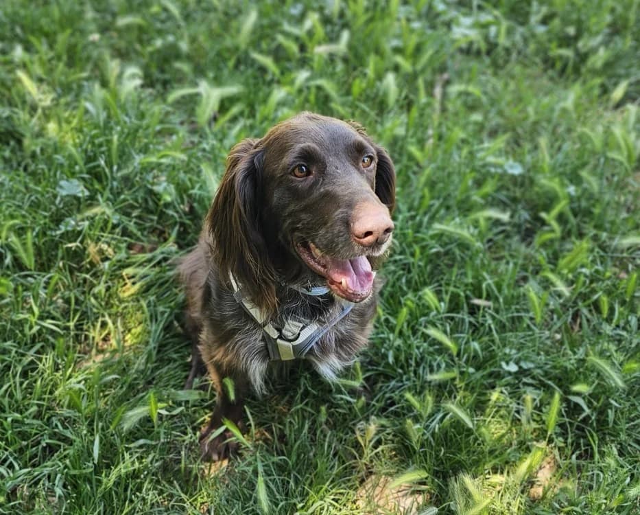 sam, male 4yo Irish Setter for adoption at Vallerargues), Ales