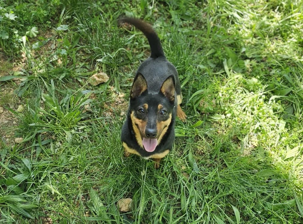 pirouette, female young mixed breed for adoption at Vallerargues), Ales