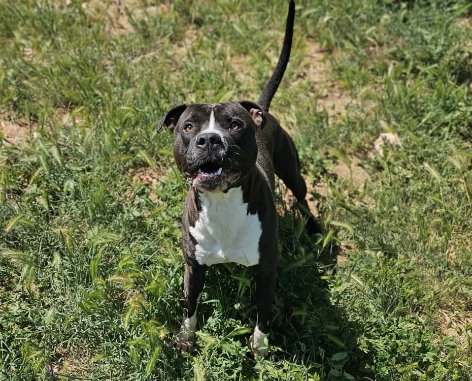 king, male young mixed breed for adoption at Vallerargues), Ales
