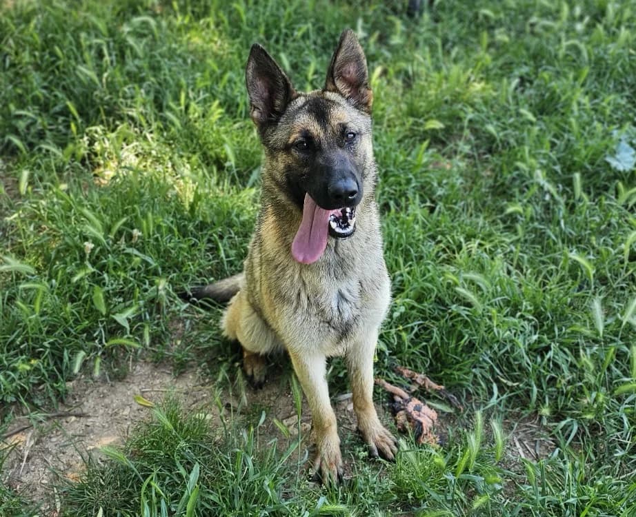 chacha, female Belgian Malinois for adoption at Vallerargues), Ales