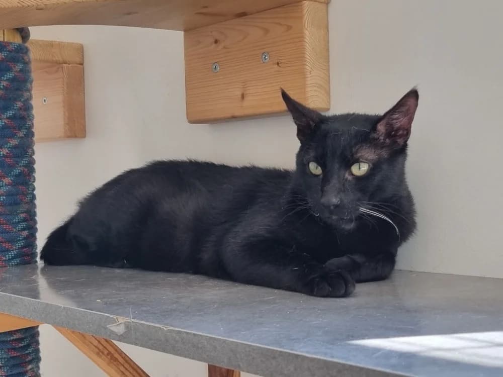 Anubis, male Mixed Breed for adoption at Vallerargues), Ales