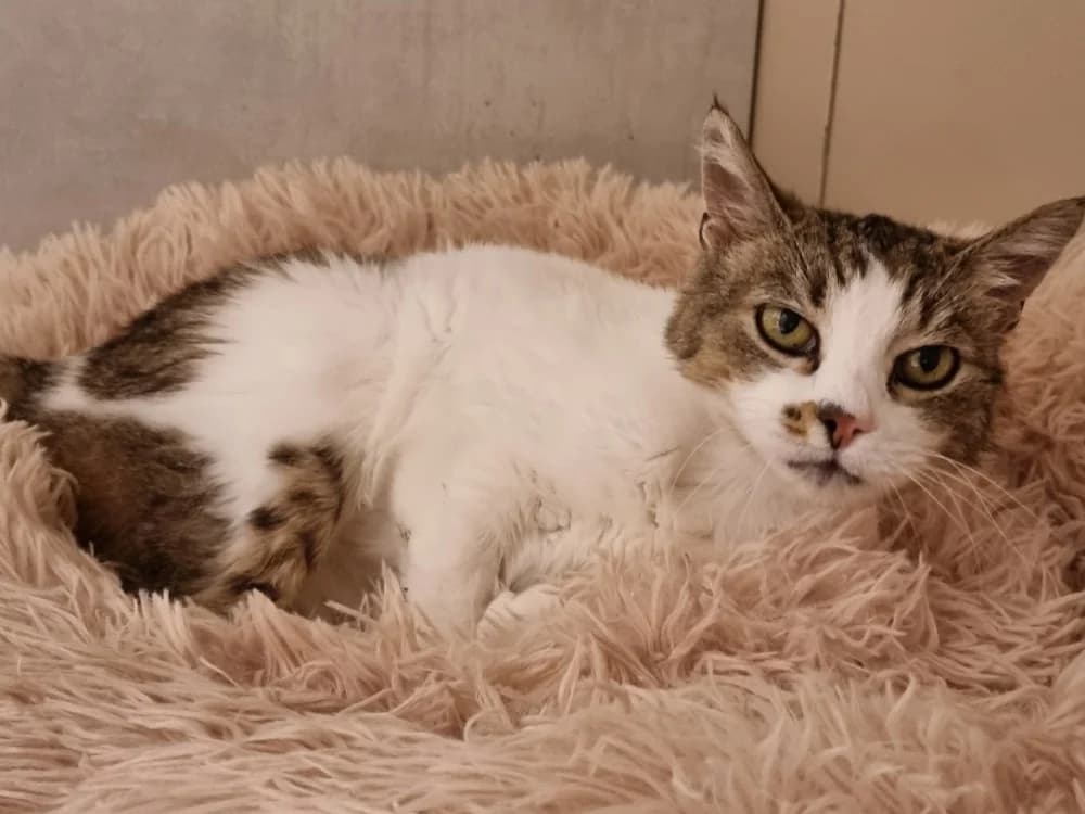 FRANGIPANE, female 7yo Mixed Breed for adoption at Vallerargues), Ales