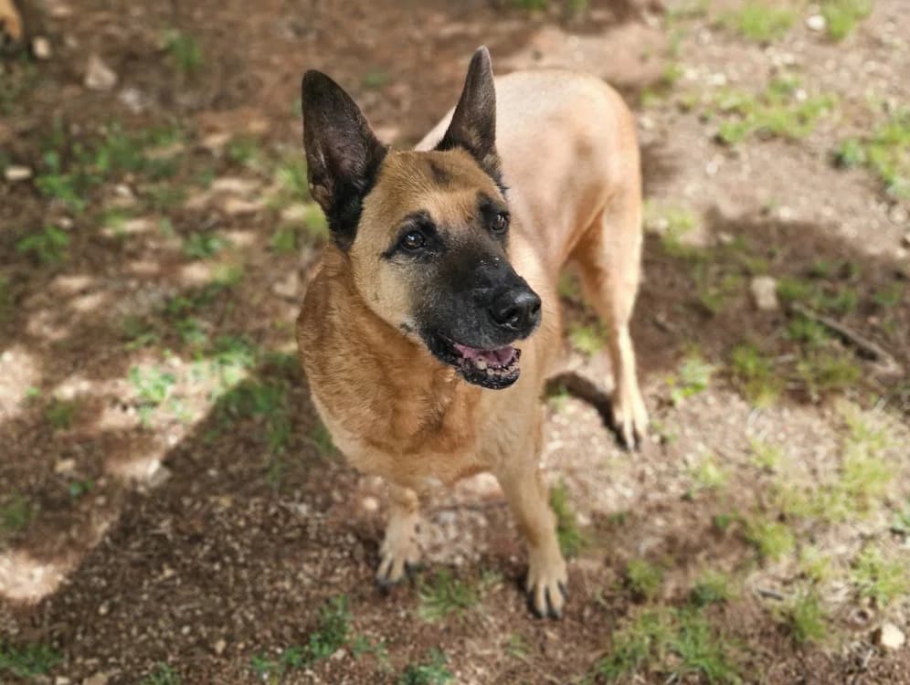 Filou, male senior Belgian Malinois for adoption at Vallerargues), Ales