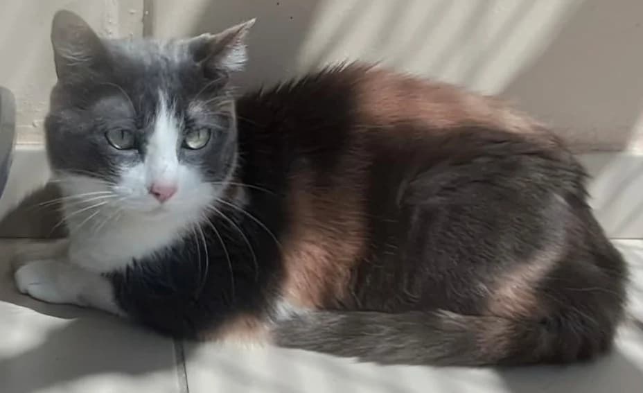 Lila, female 7yo mixed breed for adoption at Vallerargues), Ales