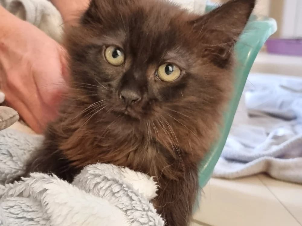 Mocha, female Mixed Breed for adoption at Vallerargues), Ales