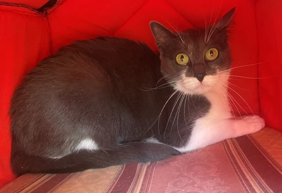 SUZI, Mixed Breed (Vallerargues))