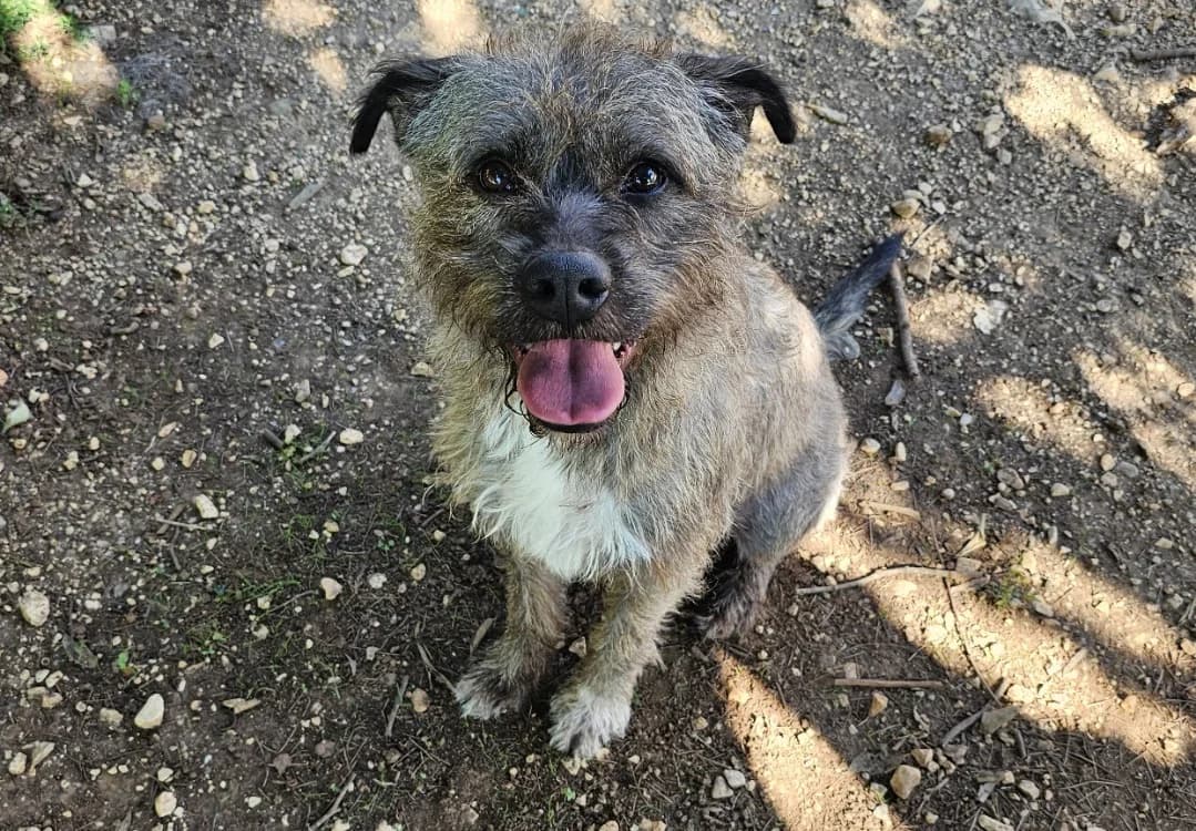 MARCELINO, male senior Cairn Terrier for adoption at Vallerargues), Ales