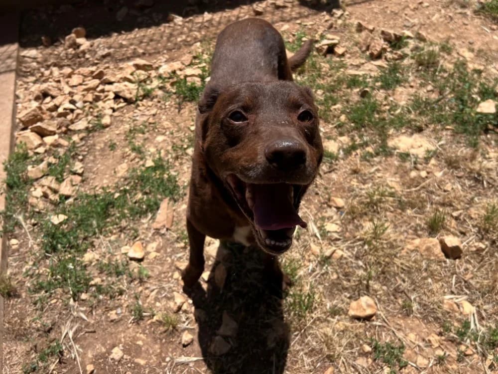 TACOS, male senior Labrador Retriever for adoption at Vallerargues), Ales