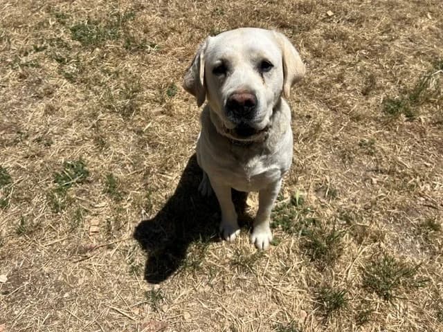 Ulys, male young Labrador Retriever for adoption at Vallerargues), Ales