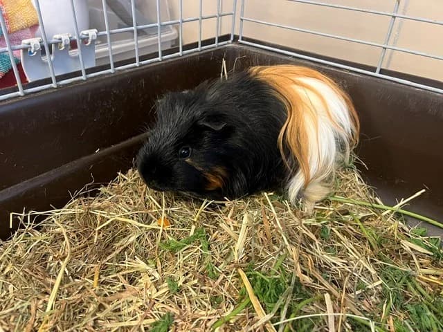 RAJESH, male Mixed Breed for adoption at Vallerargues), Ales