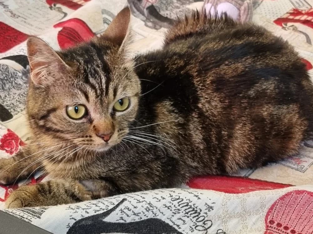 KIRA, female Mixed Breed for adoption at Vallerargues), Ales