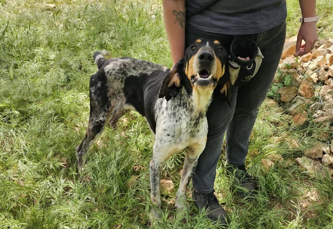 PEUCHERE, male senior mixed breed for adoption at Vallerargues), Ales