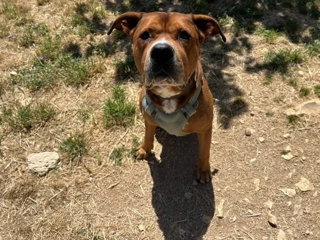 MAX réservé, male 7yo mixed breed for adoption at Vallerargues), Ales