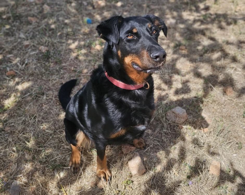 TESS, female 4yo Mixed Breed for adoption at Vallerargues), Ales