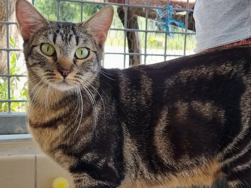 Trinité, female 4yo Mixed Breed for adoption at Vallerargues), Ales