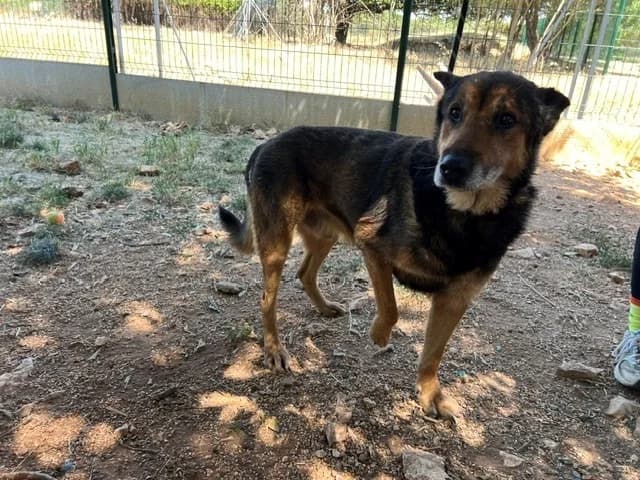 JACOB, male senior mixed breed for adoption at Vallerargues), Ales