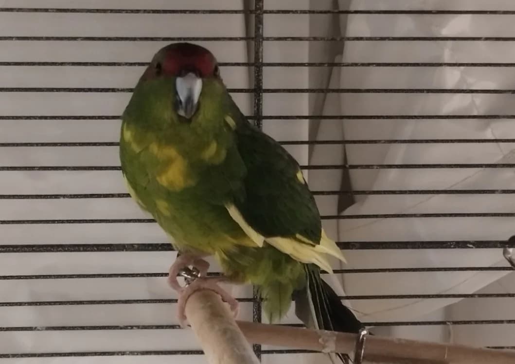 CLEMENTINE, female Mixed Breed for adoption at Vallerargues), Ales