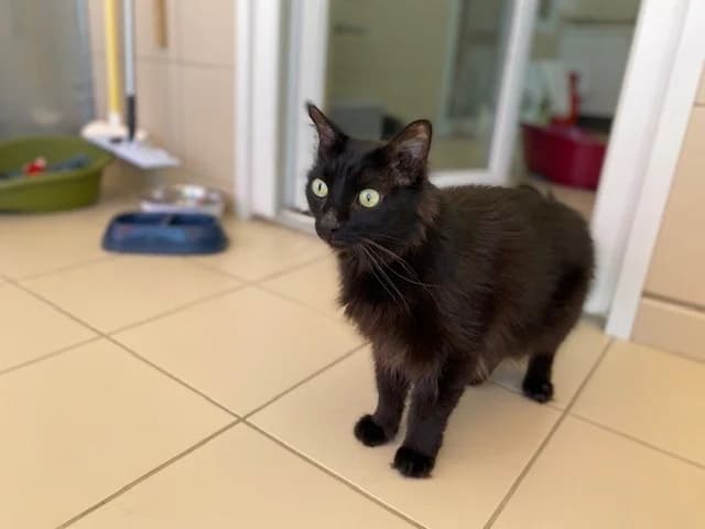 Pipo, male 5yo Mixed Breed for adoption at Vallerargues), Ales