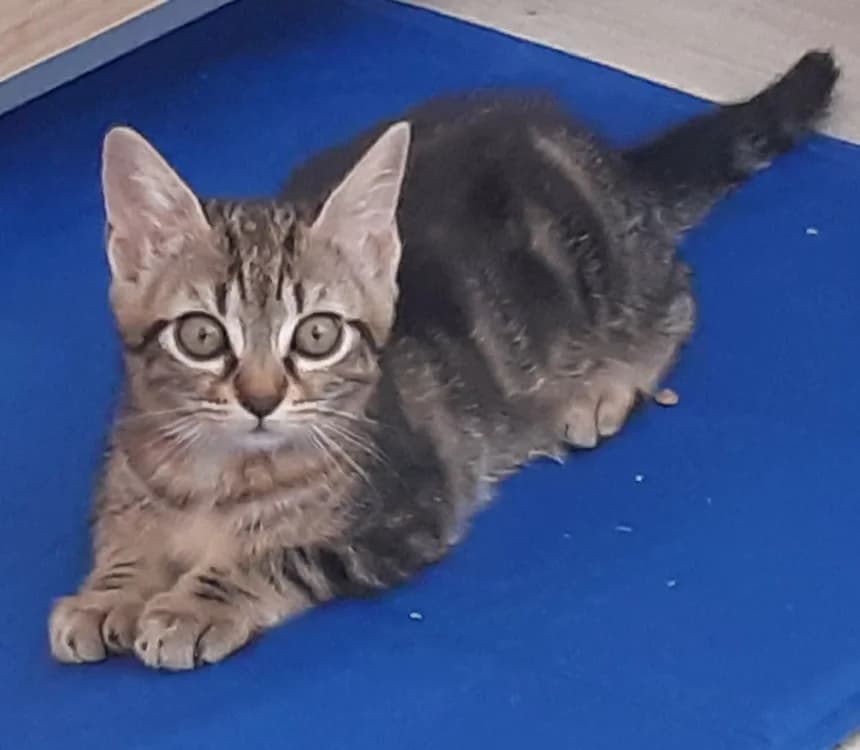 BRETZEL, female Mixed Breed for adoption at Vallerargues), Ales